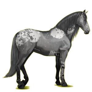 Riding Horse Canadian Horse Black