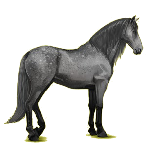 Riding Horse Barb Black