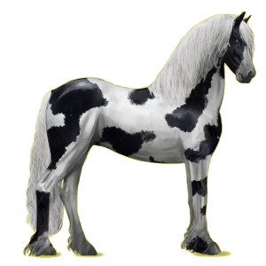 Riding Horse Friesian Black