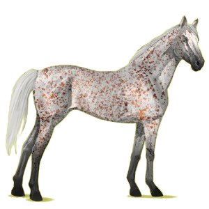 Riding Horse Thoroughbred Dark Bay