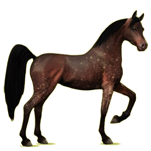Riding Horse Arabian Horse Dapple Gray