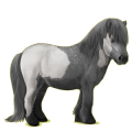 Pony Shetland Dapple Gray