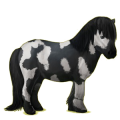 Pony Shetland Black