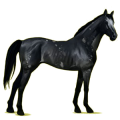 Riding Horse Thoroughbred Black