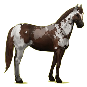 Riding Horse Paint Horse Black Tobiano