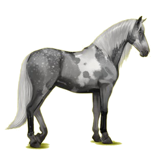 Riding Horse Canadian Horse Black