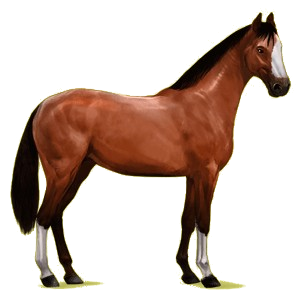 Riding Horse Irish Hunter Dark Bay