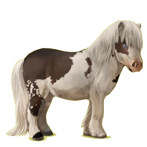 Pony Shetland Bay