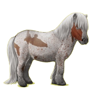 Pony Shetland Chestnut