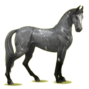 Riding Horse Marwari Cherry bay