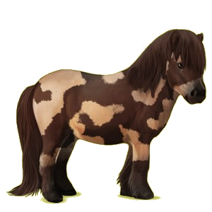 Pony Shetland Chestnut