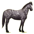 Riding Horse Appaloosa Black Leopard 