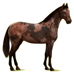 Riding Horse Hanoverian Chestnut