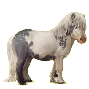 Pony Shetland Black