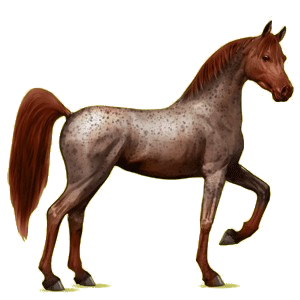 Riding Horse Arabian Horse Dapple Gray