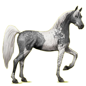 Riding Horse Arabian Horse Cherry bay