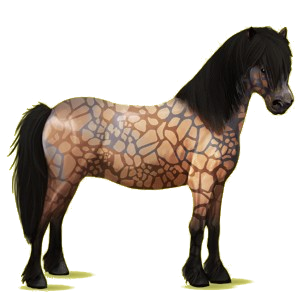 Pony Newfoundland Pony Bay