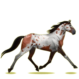 Riding Horse Standardbred Cherry bay