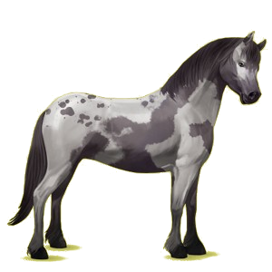 Pony Quarter Pony Black Overo