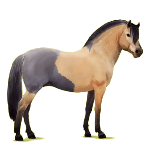 Pony Fjord Brunblakk