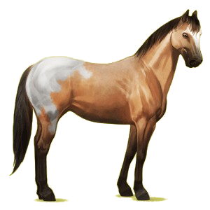 Riding Horse Appaloosa Black Blanket 