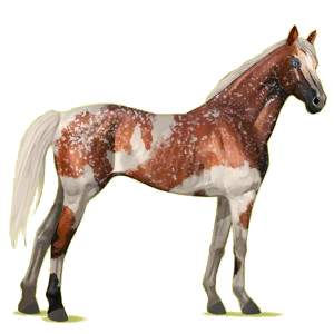 Riding Horse Thoroughbred Cremello