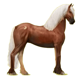 Riding Horse Friesian Black