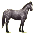 Riding Horse Appaloosa Black Leopard 