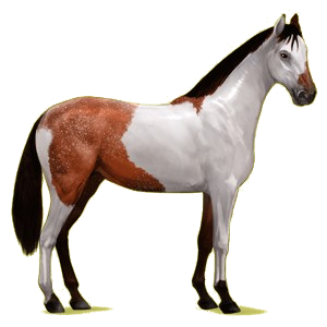 Riding Horse Hanoverian Cherry bay