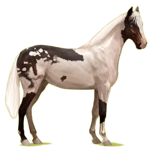 Riding Horse Irish Hunter Light Gray