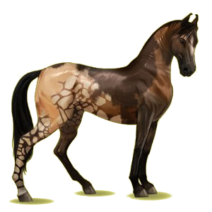 Riding Horse Marwari Dark Bay