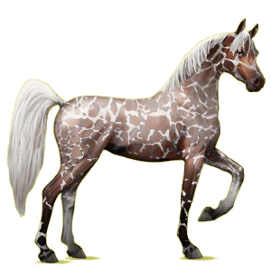 Riding Horse Arabian Horse Mouse Gray