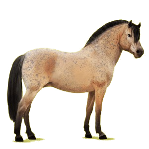 Pony Fjord Brunblakk