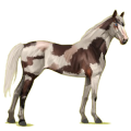 Riding Horse Cremello