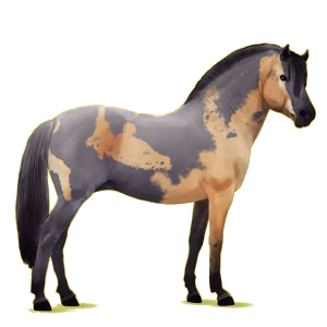 Pony Fjord Brunblakk