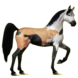 Riding Horse Arabian Horse Roan