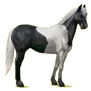 Riding Horse Quarter Horse Bay