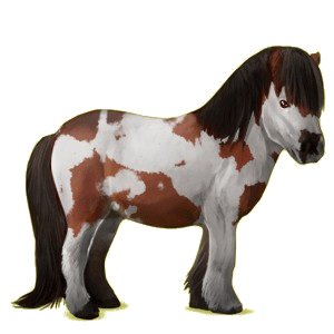 Pony Shetland Palomino