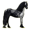 Riding pegasus Friesian Black
