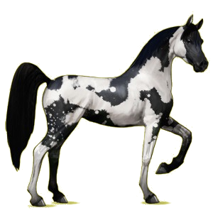 Riding Horse Arabian Horse Light Gray
