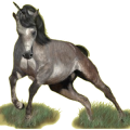 Unicorn pony Welsh Roan