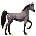 Riding Horse Arabian Horse Mouse Gray