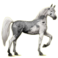 Riding Horse Arabian Horse Light Gray