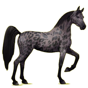 Riding Horse Arabian Horse Black