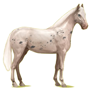 Riding Horse Hanoverian Black