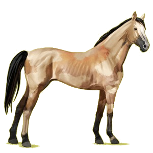 Riding Horse Thoroughbred Dun