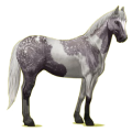 Riding Horse Paint Horse Dapple gray Tobiano