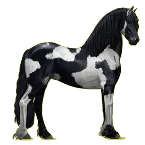 Riding Horse Friesian Black