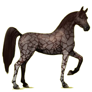 Riding Horse Arabian Horse Roan