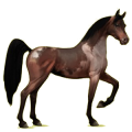 Riding Horse Arabian Horse Light Gray